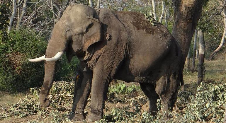 Elefante pisotea a una mujer de 70 años hasta causarle la muerte