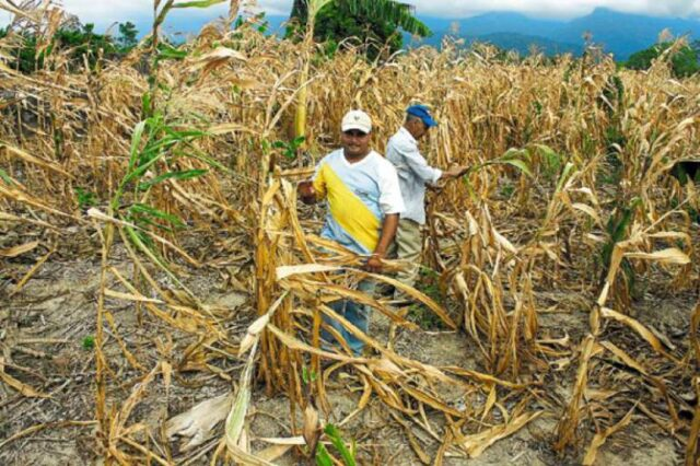 Sequía en Santa Cruz afecta cultivos de invierno y helada daña 1.600 hectáreas de maíz