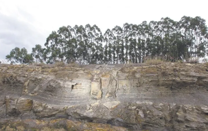 Hallazgo natural: Bosque fosilizado de 290 millones de años