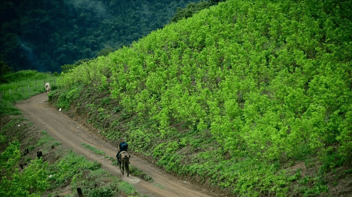 El Cultivo De Hoja De Coca Y La Producción De Cocaína En Colombia Alcanzaron Cifras Récord En 7935